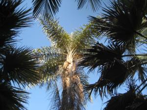 Ceroxylon_parvum_UCBot (22).JPG